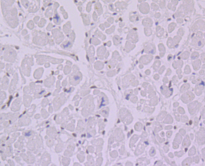 BANF1 Rabbit mAb