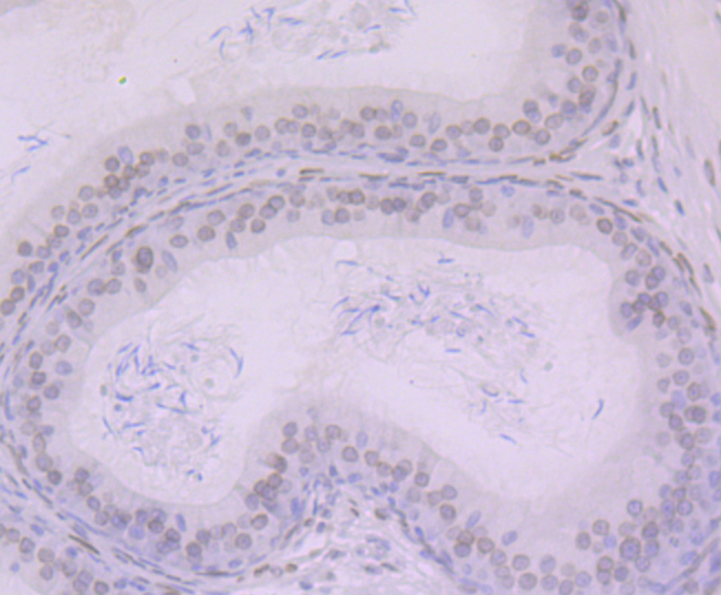 BANF1 Rabbit mAb