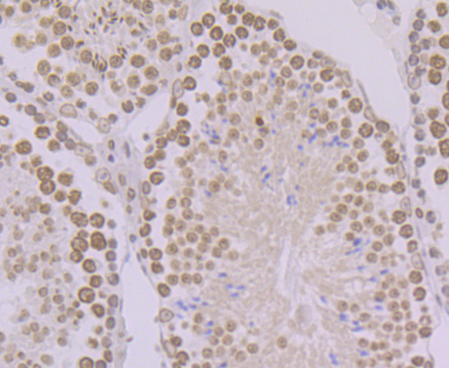 BANF1 Rabbit mAb