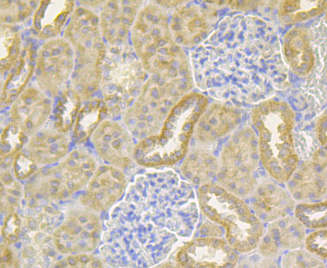 Ndufs4 Rabbit mAb