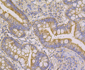 Ndufs4 Rabbit mAb