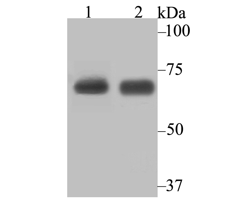 Lysyl tRNA synthetase Rabbit mAb