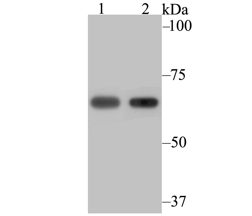 NXF1 Rabbit mAb