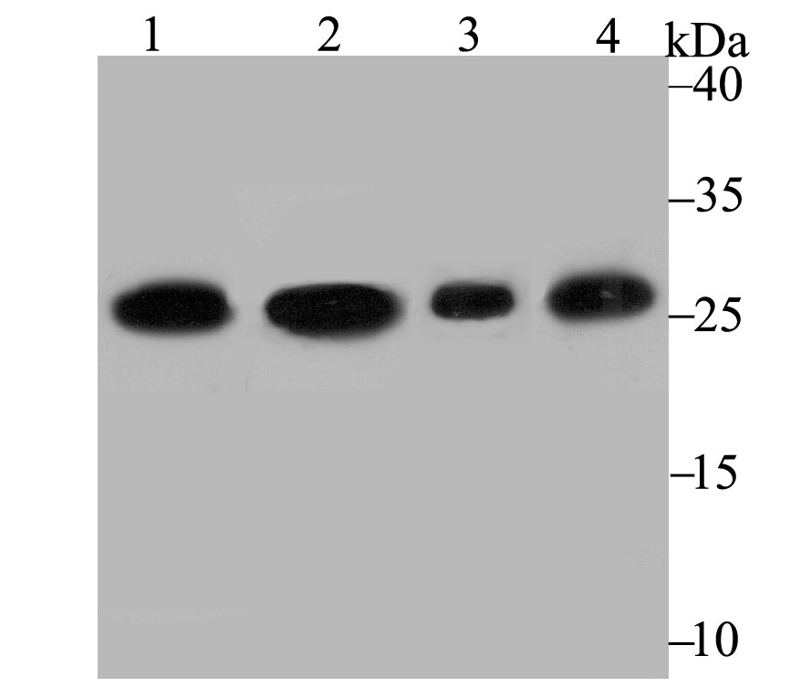 PGAM1 Rabbit mAb