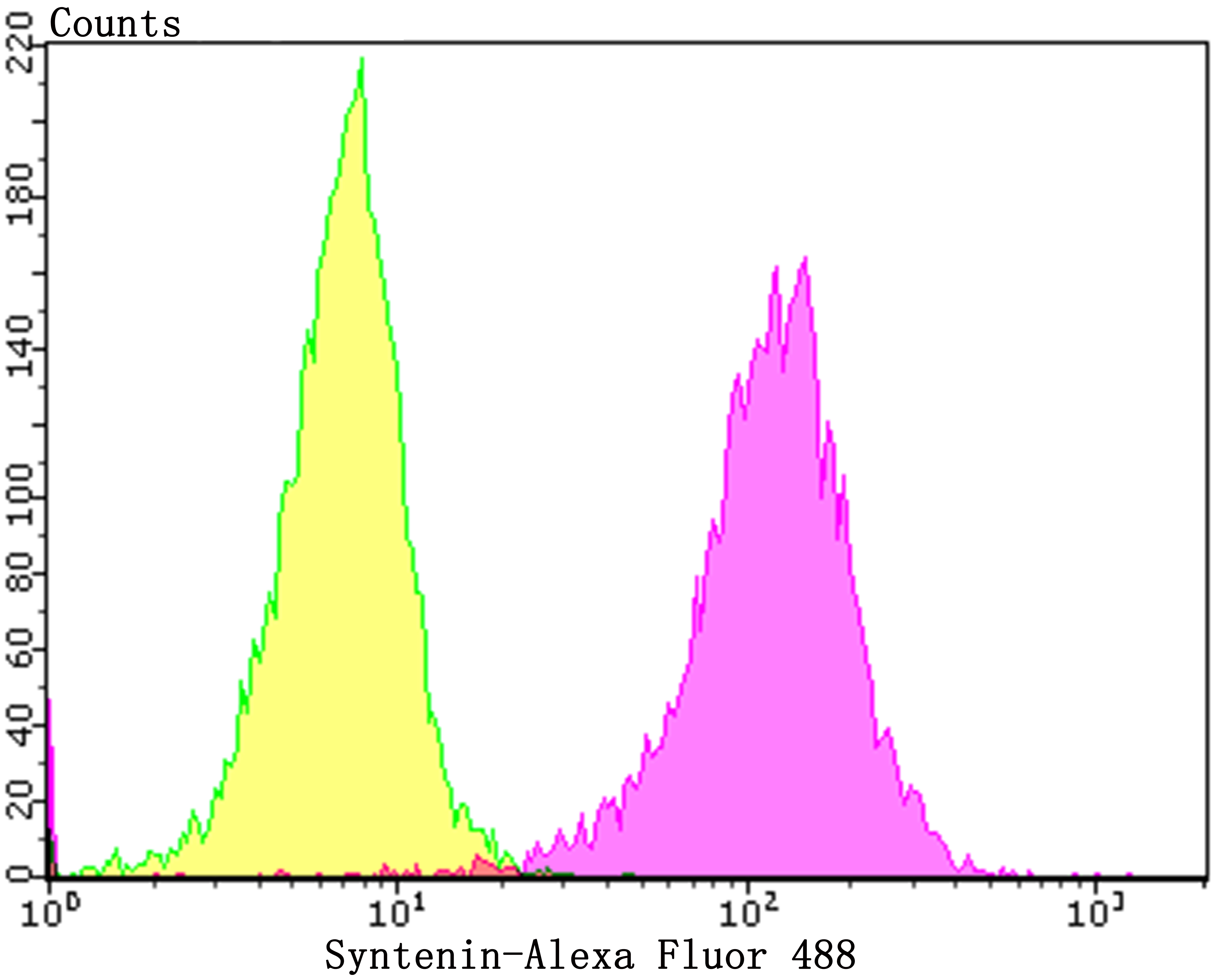 Syntenin Rabbit mAb