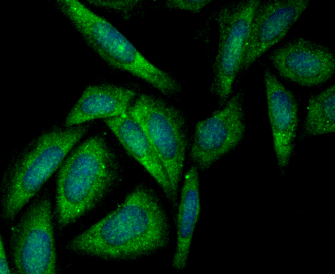 Syntenin Rabbit mAb