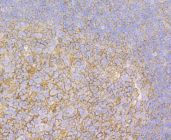 Syntenin Rabbit mAb