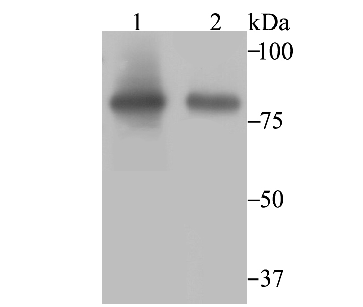 Aconitase 2 Rabbit mAb