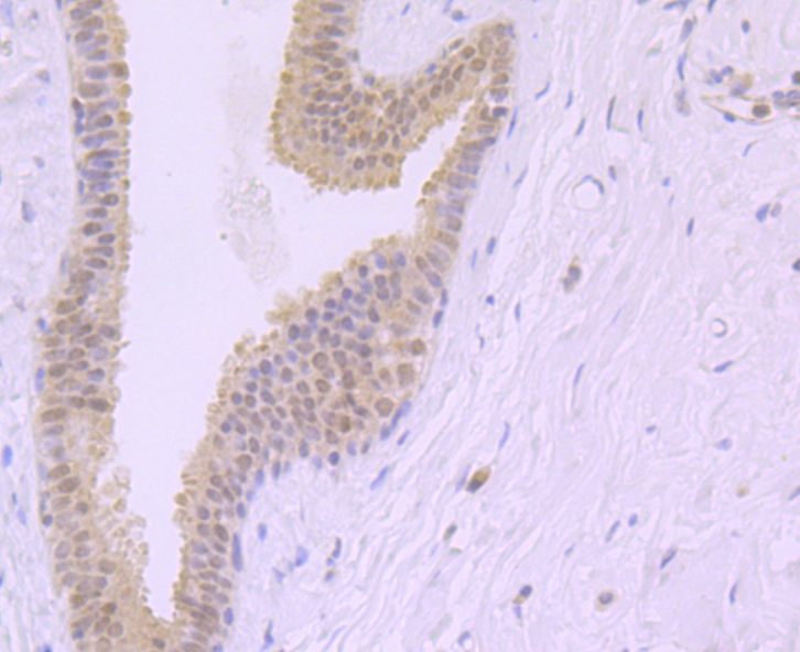 Exportin-5 Rabbit mAb