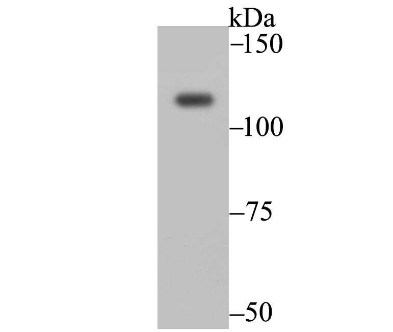 Exportin-5 Rabbit mAb