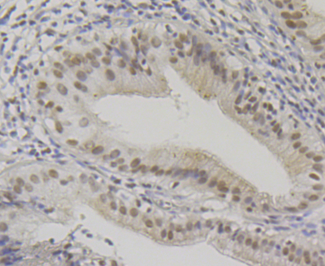 BAF57 Rabbit mAb