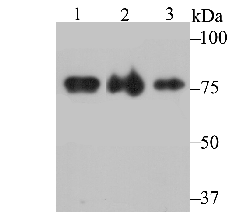 KHSRP Rabbit mAb