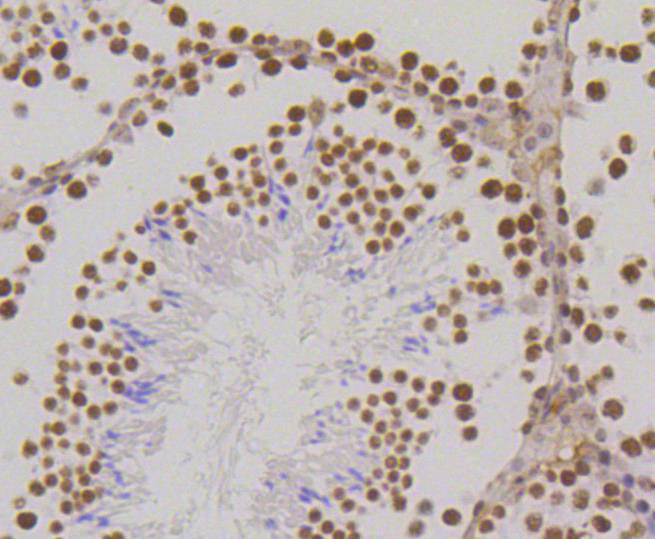 Histone H3(mono methyl K18) Rabbit mAb