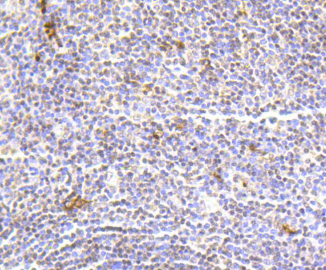 Histone H2A(hydroxyl Y39) Rabbit mAb