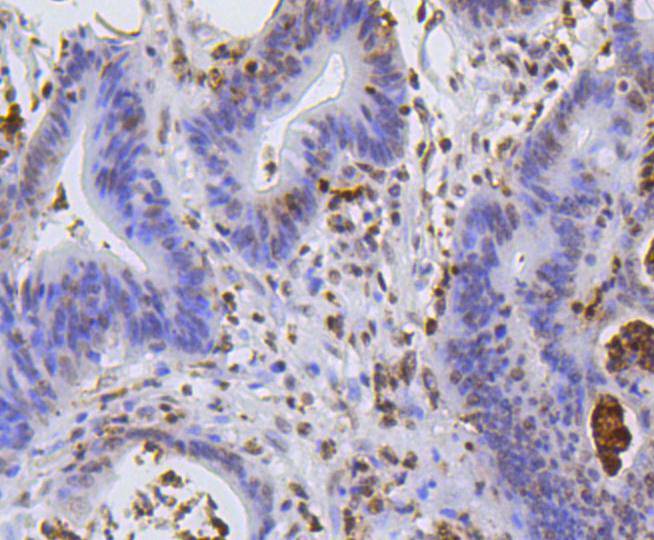 Histone H2A(hydroxyl Y39) Rabbit mAb