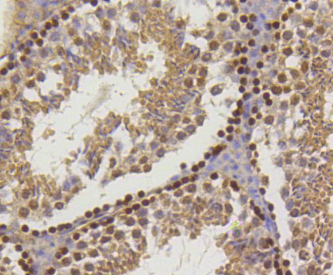 Histone H2A(hydroxyl Y39) Rabbit mAb