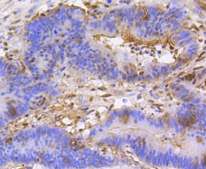 Histone H3(mono+di+methyl K79) Rabbit mAb