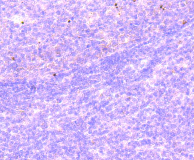 Histone H2B(mono methyl R79) Rabbit mAb