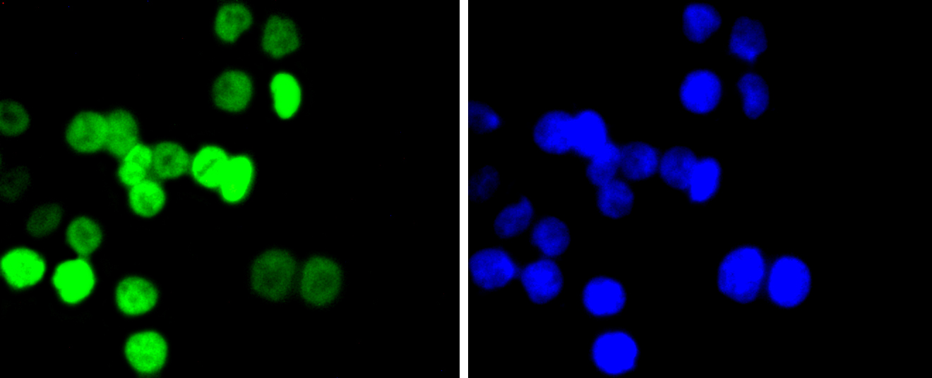 Histone H2B(acetyl K20) Rabbit mAb