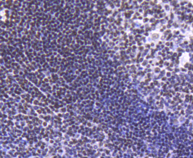 Histone H2B(acetyl K20) Rabbit mAb