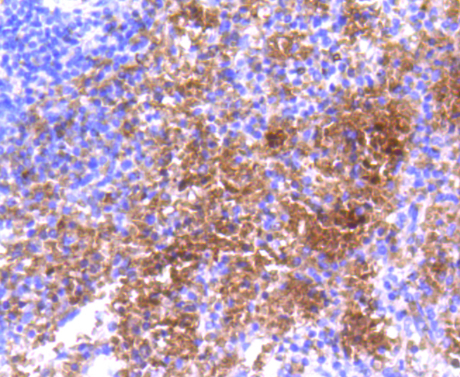 Hemoglobin subunit alpha Rabbit mAb