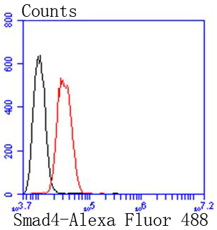 Smad4 Rabbit mAb