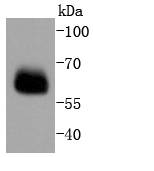 Smad4 Rabbit mAb