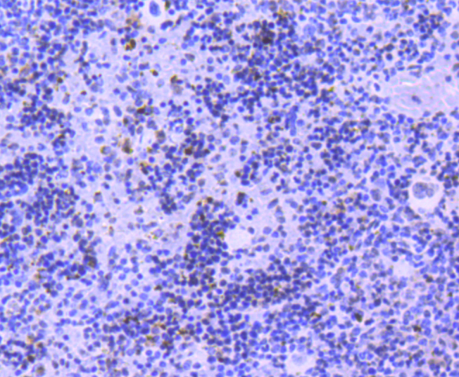 Phospho-JAK2(Y1007+Y1008) Rabbit mAb