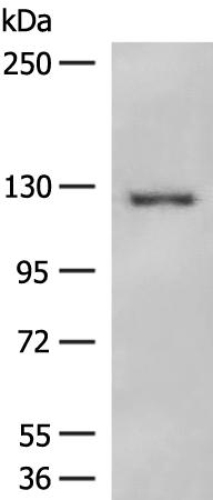 NFASC Antibody