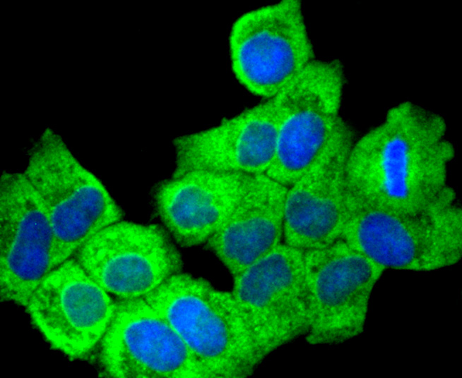 COX1/Cyclooxygenase 1 Rabbit mAb