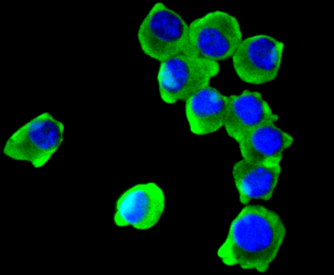 COX1/Cyclooxygenase 1 Rabbit mAb