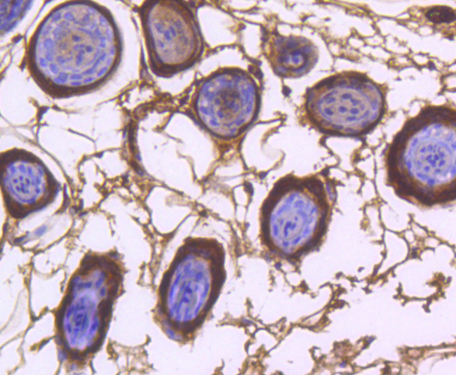 COX1/Cyclooxygenase 1 Rabbit mAb