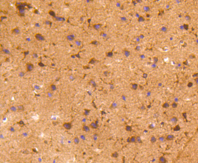 COX1/Cyclooxygenase 1 Rabbit mAb