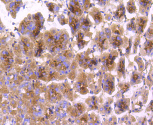 COX1/Cyclooxygenase 1 Rabbit mAb