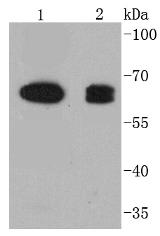 COX1/Cyclooxygenase 1 Rabbit mAb