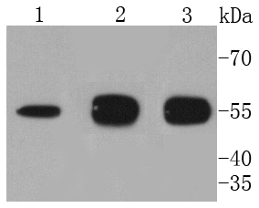 ATG5 Rabbit mAb