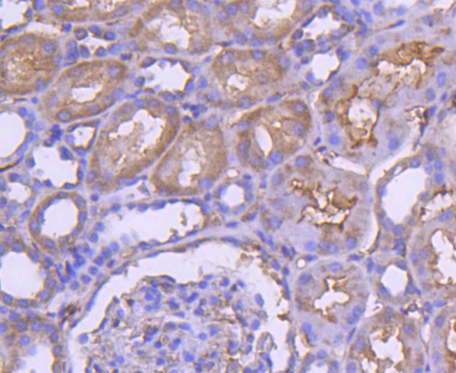 RAB7 Rabbit mAb