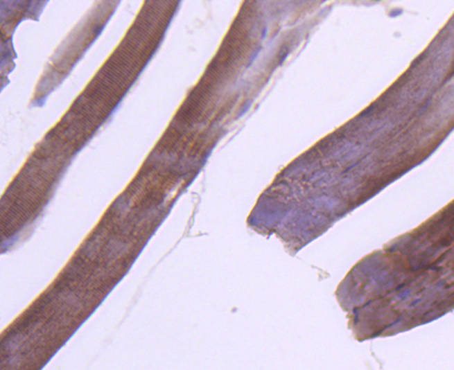 RAB7 Rabbit mAb