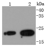 RAB7 Rabbit mAb