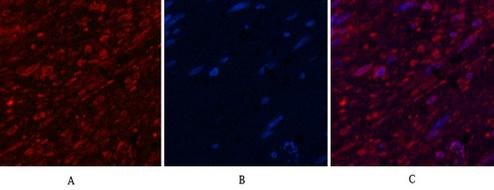 Aquaporin 4 Mouse Monoclonal Antibody