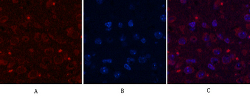 Aquaporin 4 Mouse Monoclonal Antibody