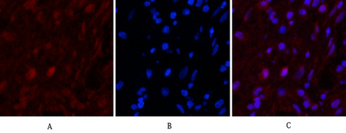 Caspase 9 Mouse Monoclonal Antibody