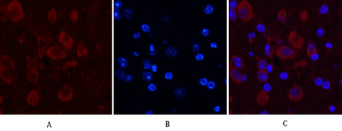 Caspase 9 Mouse Monoclonal Antibody