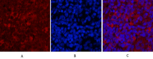 Caspase 9 Mouse Monoclonal Antibody