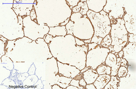 Caspase 9 Mouse Monoclonal Antibody