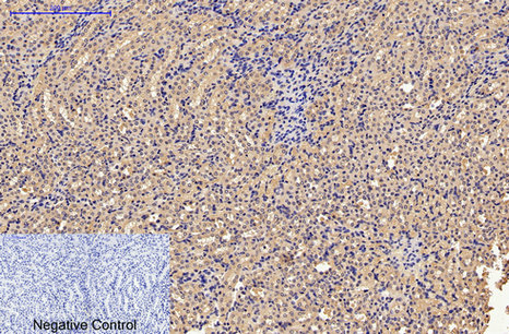 Caspase 9 Mouse Monoclonal Antibody