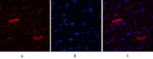 Insulin Degrading Enzyme Mouse Monoclonal Antibody