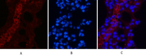 EFHD1 Mouse Monoclonal Antibody