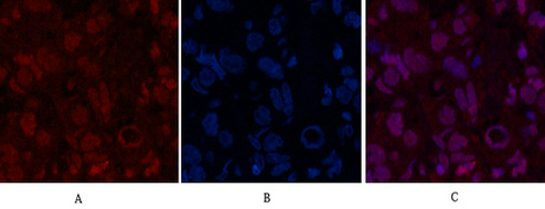 Oct1 Mouse Monoclonal Antibody (27-7G1)