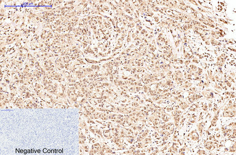 Oct1 Mouse Monoclonal Antibody (27-7G1)